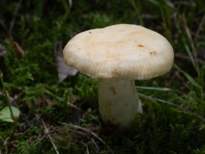 Russula farinipes / Bleekgele russula