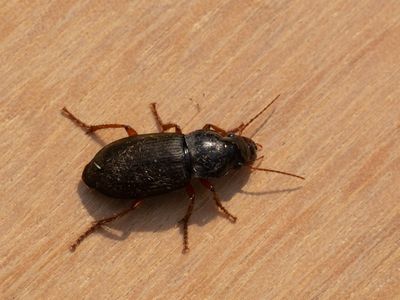 Roodpoothalmkruiper / Harpalus rufipes