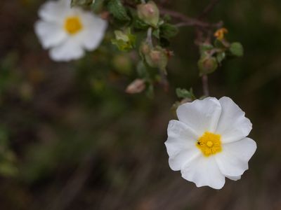 Salvia cistus / Cistus salviifolius