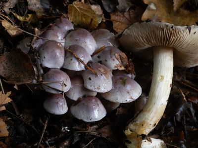 Cortinarius croceocoeruleus / Paarse galgordijnzwam