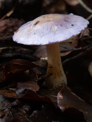 Cortinarius croceocoeruleus / Paarse galgordijnzwam