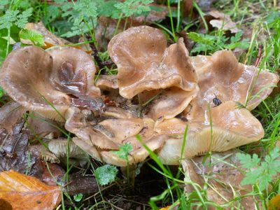 Lyophyllum decastes / Bruine bundelridderzwam / Fried Chicken Mushroom