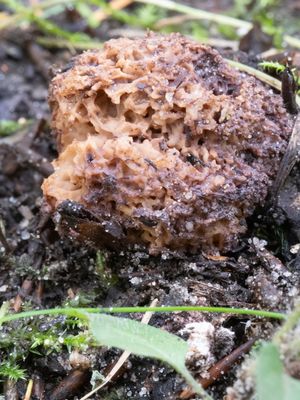 Gautieria morchelliformis / Grove sponstruffel