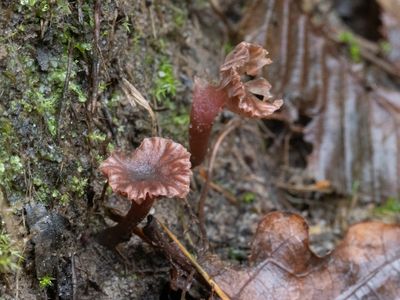 Hygrocybe viola / Viooltjeswasplaat