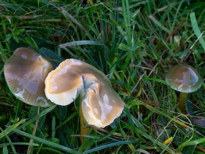 Hygrocybe psittacina / Papegaaizwammetje