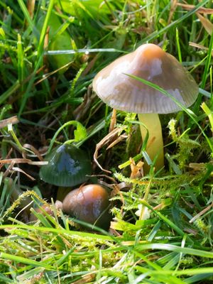 Hygrocybe psittacina / Papegaaizwammetje