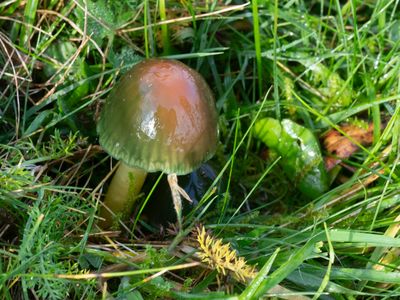 Hygrocybe psittacina / Papegaaizwammetje