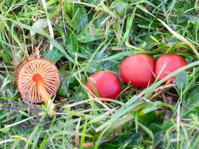 Hygrocybe coccinea / Scharlaken wasplaat
