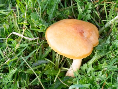 Hygrocybe pratensis / Weidewasplaat