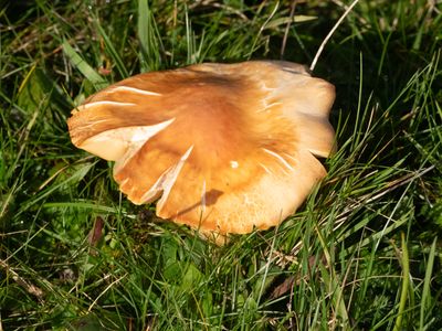 Hygrocybe pratensis / Weidewasplaat
