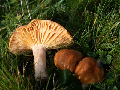 Hygrocybe pratensis / Weidewasplaat
