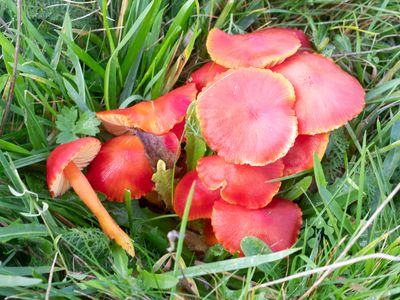 Hygrocybe coccinea / Scharlaken wasplaat