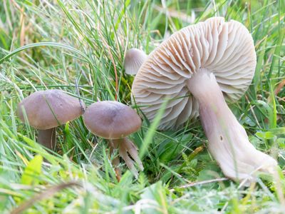 Hygrocybe nitrata / Apothekerswasplaat