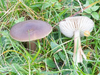 Hygrocybe nitrata / Apothekerswasplaat