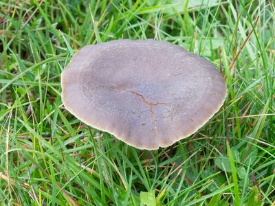 Hygrocybe nitrata / Apothekerswasplaat
