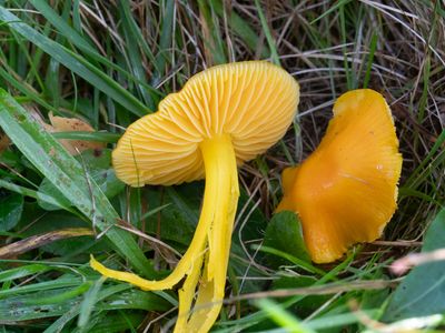 Hygrocybe chlorophana / Gele wasplaat