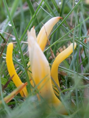Clavulinopsis helvola / Gele knotszwam / Yellow Club