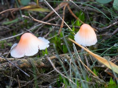 Mycena adonis / Adonismycena