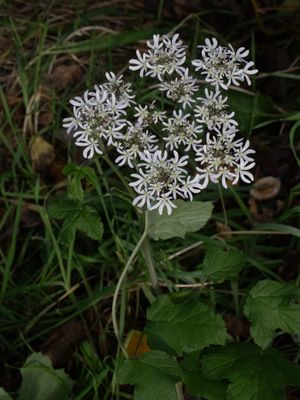 Gewone berenklauw / Heracleum sphondylium 