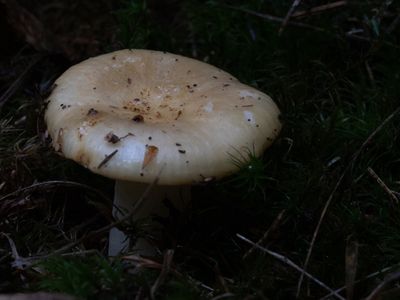 Russula ochroleuca / Geelwitte Russula / Ochre Brittlegill