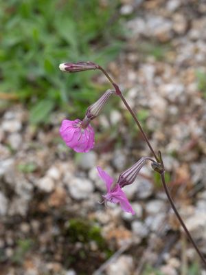 Silene colorata
