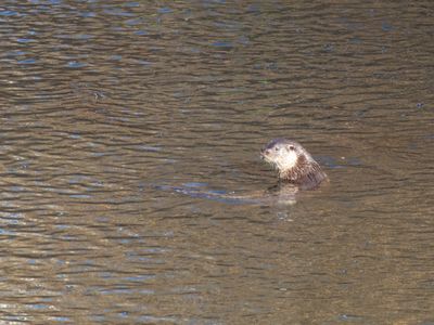 Europese Otter / Lutra lutra