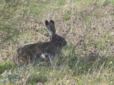 Iberische Haas / Lepus granatensis