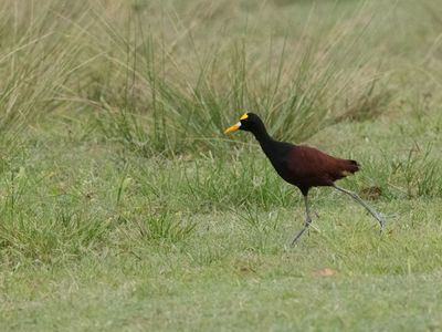 Northern Jacana / Jacana / Jacana spinosa