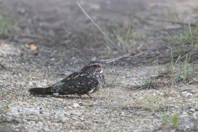 Lesser Nighthawk / Texasnachtzwaluw / Chordeiles acutipennis