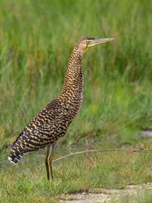 Bare-throated Tiger Heron / Mexicaanse tijgerroerdomp / Tigrisoma mexicanum