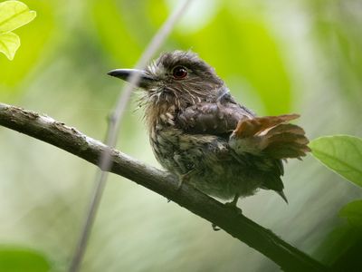 White-whiskered Puffbird / Witsnorbaardkoekoek / Malacoptila panamensis