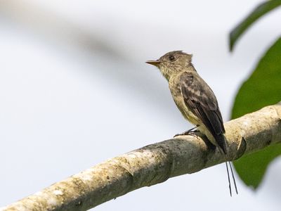 Northern Tropical Pewee / Noordelijke Spix Piewie / Contopus bogotensis