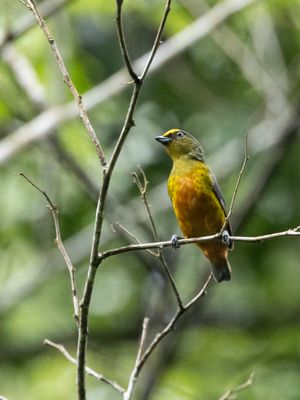 Olive-backed Euphonia / Olijfrugorganist / Euphonia gouldi