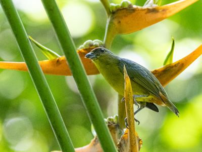 Olive-backed Euphonia / Olijfrugorganist / Euphonia gouldi