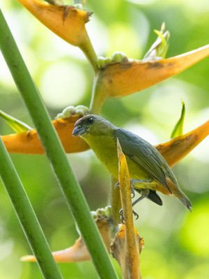 Olive-backed Euphonia / Olijfrugorganist / Euphonia gouldi