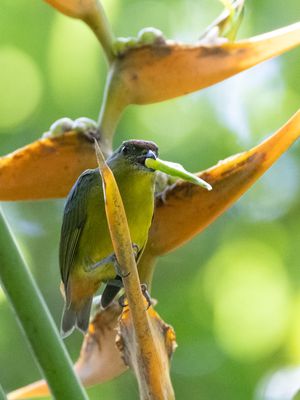 Olive-backed Euphonia / Olijfrugorganist / Euphonia gouldi