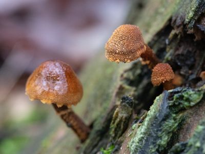 Cystoderma simulatum / Winterkorrelhoed