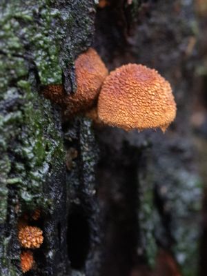 Cystoderma simulatum / Winterkorrelhoed