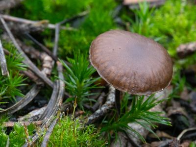 Lyophyllum ambustum / Knobbelsporig pekzwammetje
