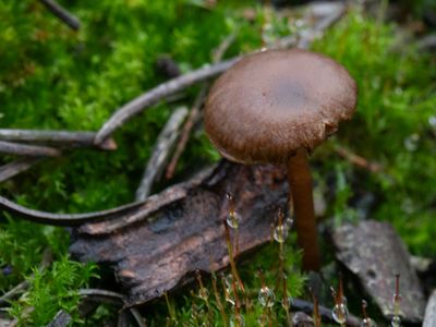 Lyophyllum ambustum / Knobbelsporig pekzwammetje