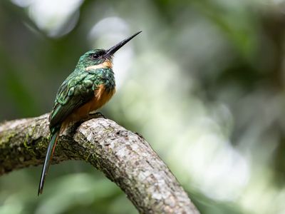 Rufous-tailed Jacamar / Roodstaartglansvogel / Galbula ruficauda