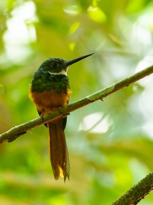 Rufous-tailed Jacamar / Roodstaartglansvogel / Galbula ruficauda