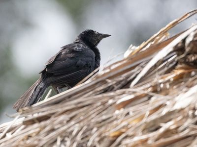 Melodious Blackbird / Rouwtroepiaal / Dives dives