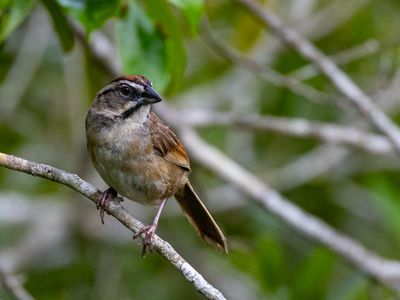 Rusty Sparrow / Roestruggors / Aimophila rufescens