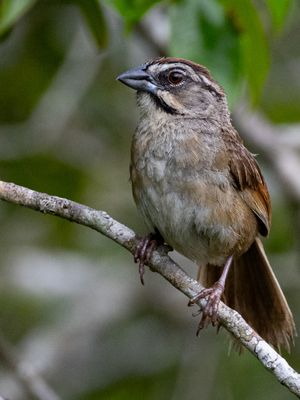 Rusty Sparrow / Roestruggors / Aimophila rufescens