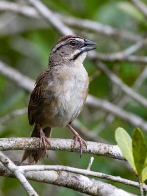 Rusty Sparrow / Roestruggors / Aimophila rufescens