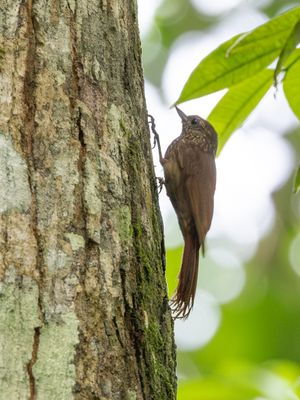 Wedge-billed Woodcreeper / Wigsnavelmuisspecht / Glyphorynchus spirurus