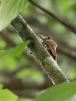 Smoky-brown Woodpecker / Roetspecht / Leuconotopicus fumigatus