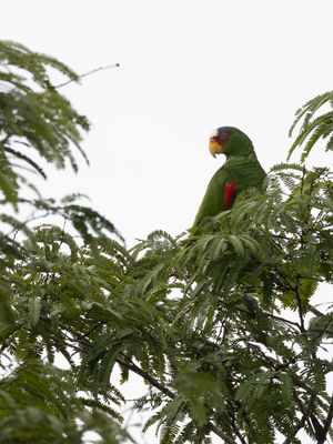 White-fronted Amazon / Witvoorhoofdamazone / Amazona albifrons
