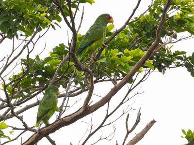 White-fronted Amazon / Witvoorhoofdamazone / Amazona albifrons